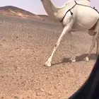 عشاير وضحى ومجاهيم كفو