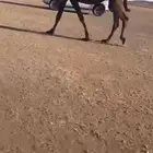 لقحات مقاريب