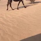البيع ابل كفو مجاهيم