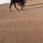 ضرايب مجاهيم