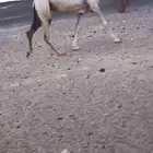 بكار كفو