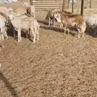 خرفان رفيدي مرابي