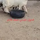 فحول نعيمي صنف للبيع
