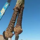 تركيب الشبوك وزراعة النخيل