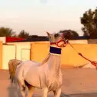 فرس بيع شعبي