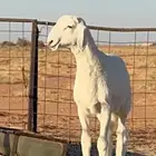 خروف حري مشروع فحل عمرثلاث شهور