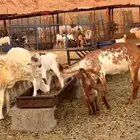 عنز تحتها تيس و جفره بيشيه جرم فاخره ما شاء الله