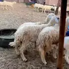 ثلاث رخال جذعات جروم طيبه من 1050 الي يبغى يقني ولا يذبح