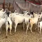 معزا بيشيه جروم عاليه الي بيقني لاتفوته العدد24راس