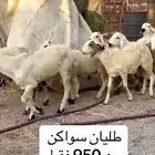 طليان سواكني بيض جذعان مرابي