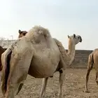 ابل للبيع