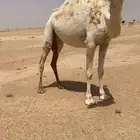 صعود ولقحات
