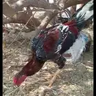 ديك باكستاني للبيع