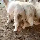 طليان ورخال حري