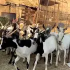 تيوس مرابي فل شحم من 650 فقط يبلاش