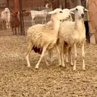 رخال حريه الي بيقني ولا بيذبح رخال طيبه من الديره