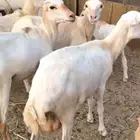 أعرض لكم ضان رفيديات 3 دفيع شرط و 4 الله وعلم