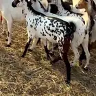 أعرض لكم معزا جنوبيه صغار أسنان