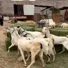 معزا مقاني بيشيه من 490 ريال