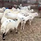 طليان ورخال عدد ثلاثين راس