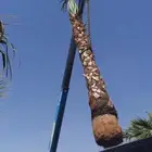 نخيل واشنطن ونخيل عربي