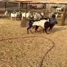 تيس بيشي امرخ فاخر رباع جرم ومد