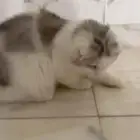 قطوه