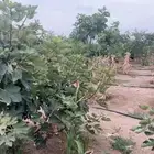 اطلب الشجره و نزرعها لك