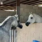 فحل مصري بيور