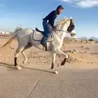 خيل للبيع