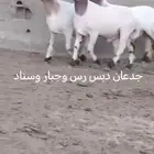 فحول نعيم صنف للبيع