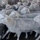 خرفان اسباني