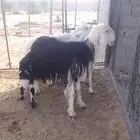 شياه ولد للبيع وفحل نجدي -تيماء