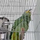 ببغاء امزوني