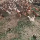 دجاج بلدي بياض