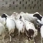 يوجد لدينا ضان رفيددات مولدات ودفيع