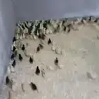 صوص بلدي عمر اسبوع للبيع