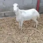 عرض بيع نعجه رباع