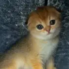 قطه سكوتش فولد