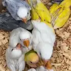 فروخ روز غرر اليفة كبير وصغير
