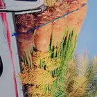 نخل للبيع جده مكه نخل عربي مثمر بجميعزانواعه