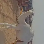 قعود كفو ابوه بعير بن رحيمه وامه عليانيه