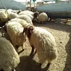 ذبايح للبيع تمايل شيء طيب