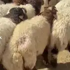 سامي للذبايح تمايم