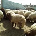 سامي للذبايح تمايم شيء طيب