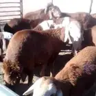 سواكن للبيع شيء فاخر