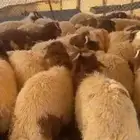 ذبايح للبيع تمايل شيء طيب