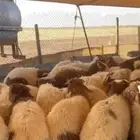 زبايح للبيع خرفان شيء طيب