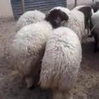 سامي للذبايح تمايم