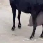 مطلوب عنزين حليب